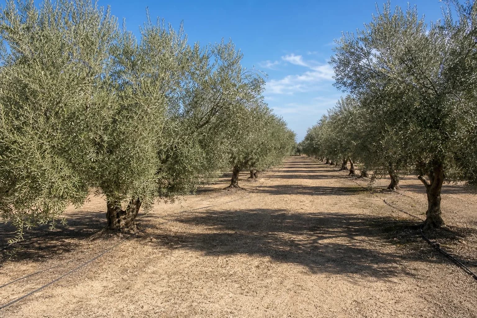 Olivar con acceso rodado en Utrera — foto 1
