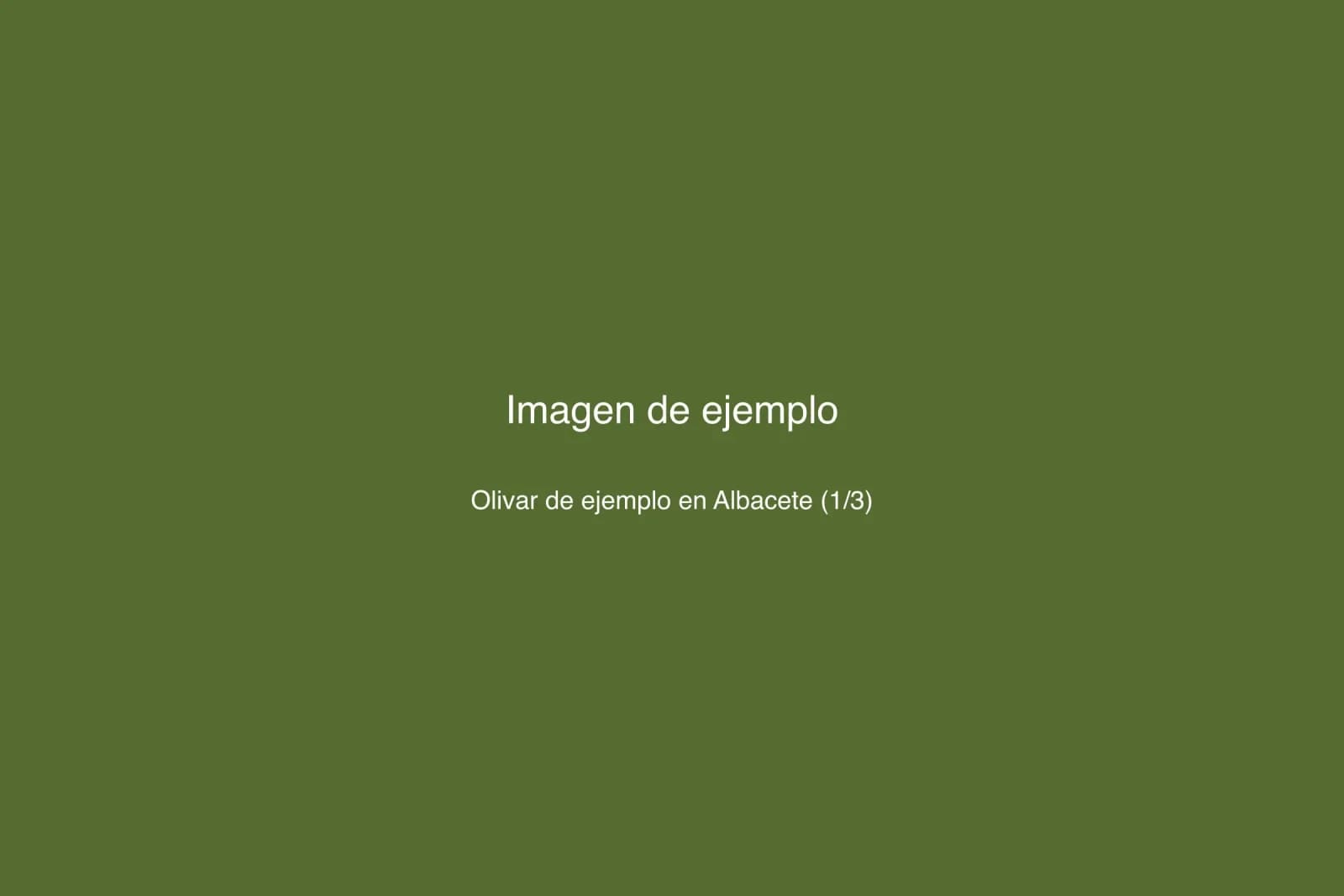 Olivar en Albacete — foto 1